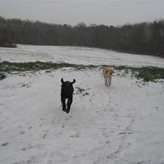 Labrador retriever Fieona