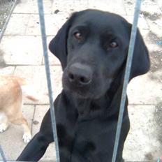 Labrador retriever Fieona