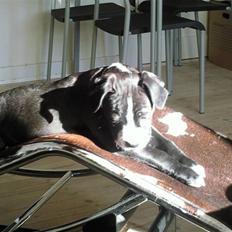 Amerikansk staffordshire terrier Nova