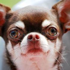 Chihuahua Choko Al Pacino