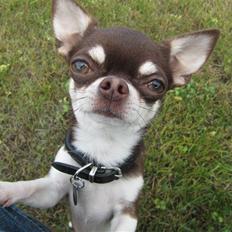 Chihuahua Choko Al Pacino