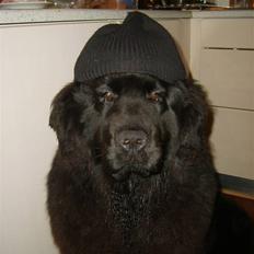 Newfoundlænder Møffe