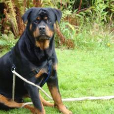 Rottweiler Cæsar