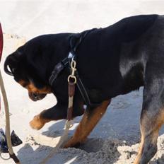 Rottweiler Cæsar