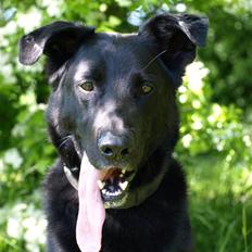 Blanding af racer Keiko R.I.P