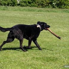 Blanding af racer Keiko R.I.P