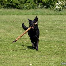 Blanding af racer Keiko R.I.P