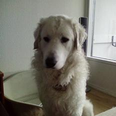 Kuvasz Cimbora Cinkos (Solgt)