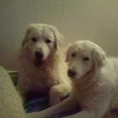 Kuvasz Cimbora Cinkos (Solgt)