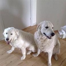 Kuvasz Cimbora Cinkos (Solgt)