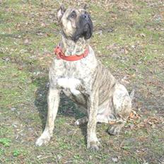 Dogo canario chico De can muc/campeon