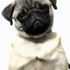 Mops Blå MandagJust Joy Jewel