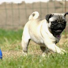 Mops Blå MandagJust Joy Jewel