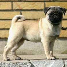 Mops Blå MandagJust Joy Jewel