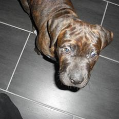 Blanding af racer Chilo