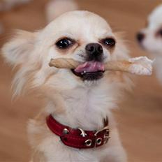 Chihuahua Emma DKCH