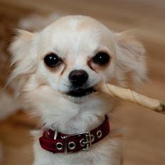 Chihuahua Emma DKCH