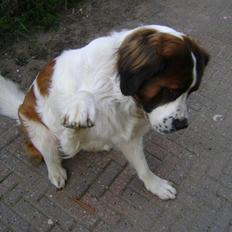 Sankt bernhardshund MIckey :') 
