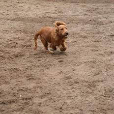 Cocker spaniel Molly