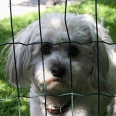 Bichon havanais Frida Fra Kennel Valborg 