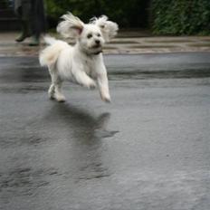 Bichon havanais Frida Fra Kennel Valborg 