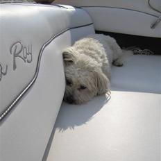 Bichon havanais Frida Fra Kennel Valborg 