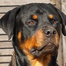Rottweiler Skaga-rotts Balder