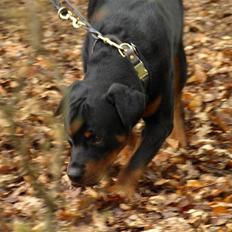 Rottweiler Skaga-rotts Balder