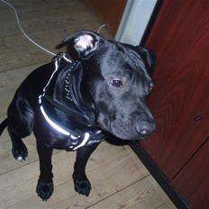 Amerikansk staffordshire terrier Bartok