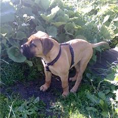 Bullmastiff Stanley