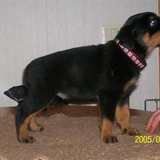 Rottweiler Kaztuz Blixtra ( Nala )