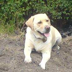 Labrador retriever Nuser