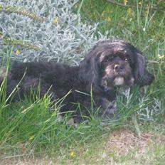 Lhasa apso Bamse
