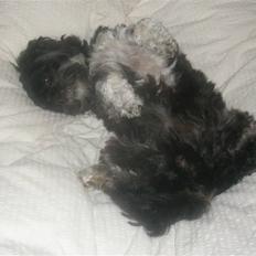 Lhasa apso Bamse