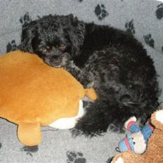 Lhasa apso Bamse