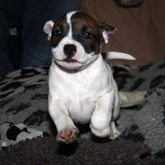 Staffordshire bull terrier Narnia