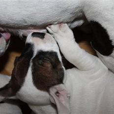 Staffordshire bull terrier Narnia