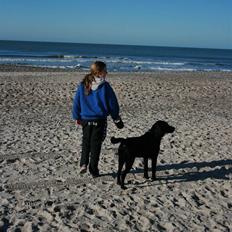 Labrador retriever Zeus 