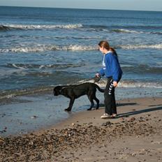 Labrador retriever Zeus 