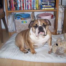 Engelsk bulldog Dixi Gromadka Bubiny *RIP*