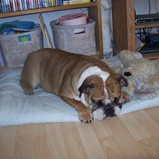 Engelsk bulldog Dixi Gromadka Bubiny *RIP*