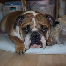 Engelsk bulldog Dixi Gromadka Bubiny *RIP*