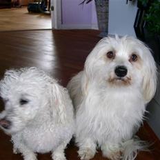 Coton de tulear Luna