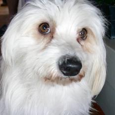 Coton de tulear Luna
