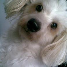 Coton de tulear Luna
