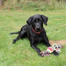 Blanding af racer Nala