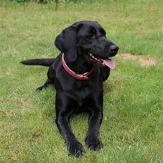 Blanding af racer Nala