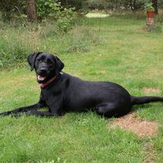 Blanding af racer Nala