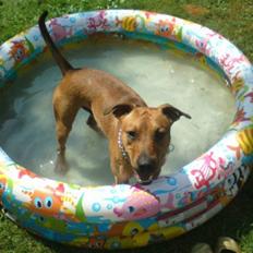 Blanding af racer Sunny