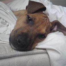 Blanding af racer Sunny